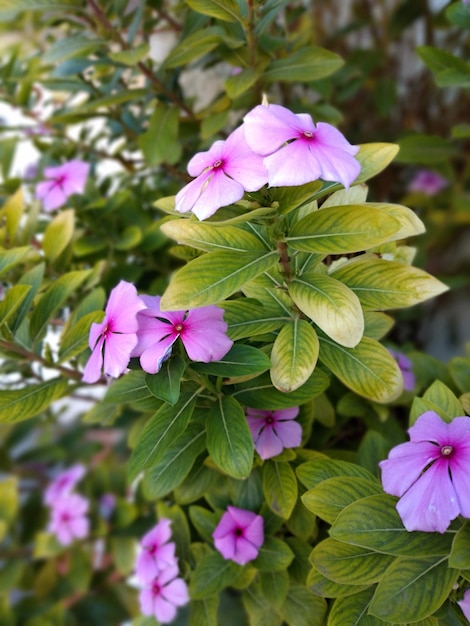 Foto primer plano de una planta con flores rosas