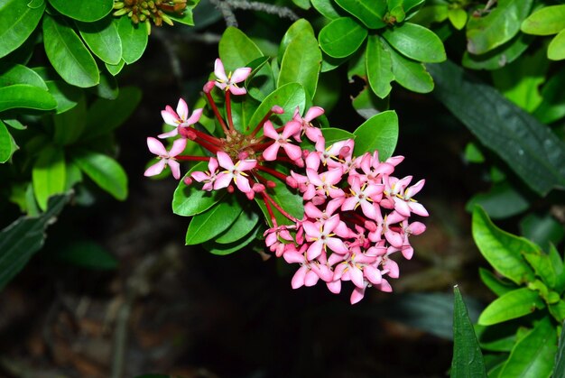 Foto primer plano de una planta con flores rosas