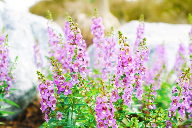 Foto primer plano de una planta con flores rosas