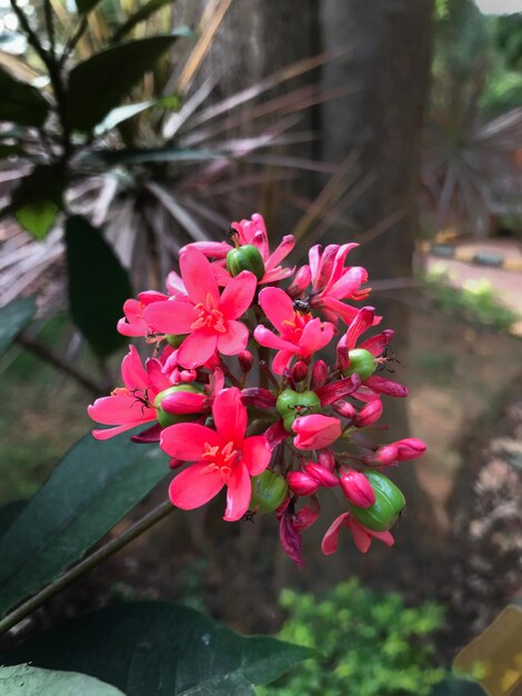 Foto primer plano de una planta con flores rosas