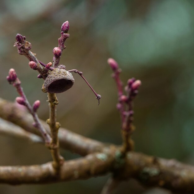 Foto primer plano de una planta con flores rosas