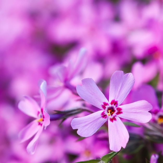 Primer plano de una planta con flores rosas