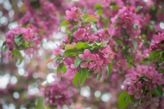 Foto primer plano de una planta con flores rosas