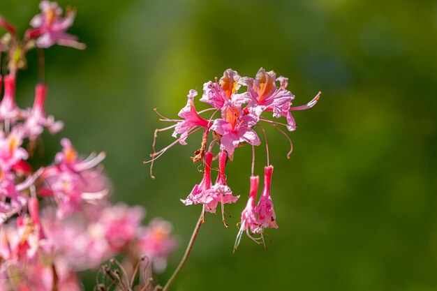 Primer plano de una planta con flores rosas