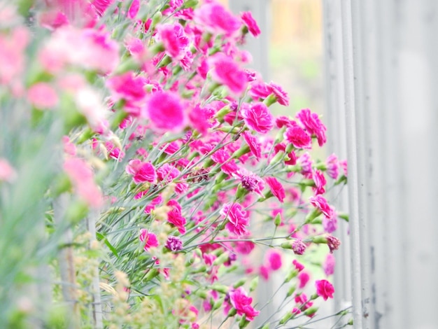 Foto primer plano de una planta con flores rosas