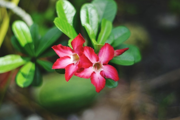 Primer plano de una planta con flores rosas