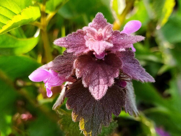 Foto primer plano de una planta con flores rosas