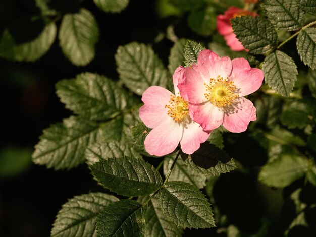 Foto primer plano de una planta con flores rosas