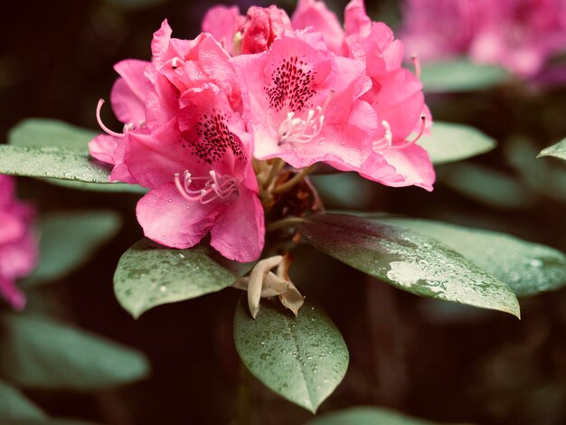 Foto primer plano de una planta con flores rosas