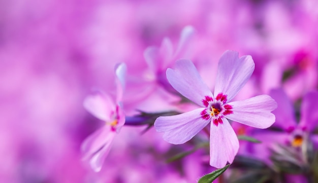 Foto primer plano de una planta con flores rosas