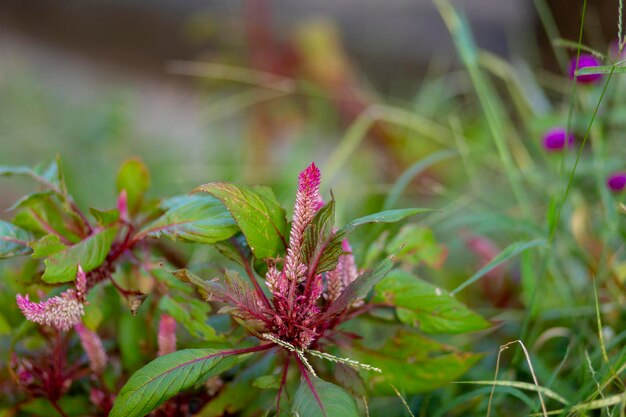 Foto primer plano de una planta con flores rosas