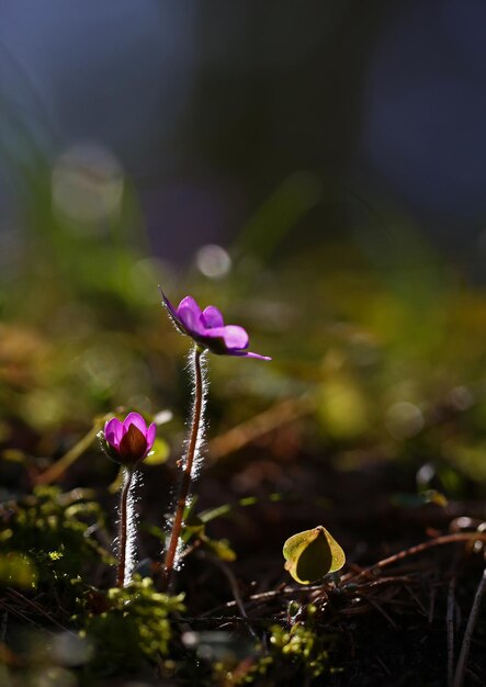 Foto primer plano de una planta con flores rosas