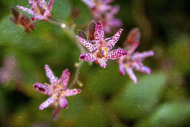 Foto primer plano de una planta con flores rosas