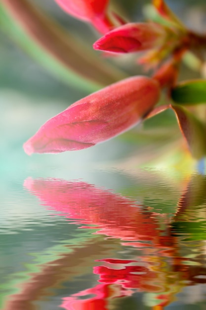 Foto primer plano de una planta con flores rosas