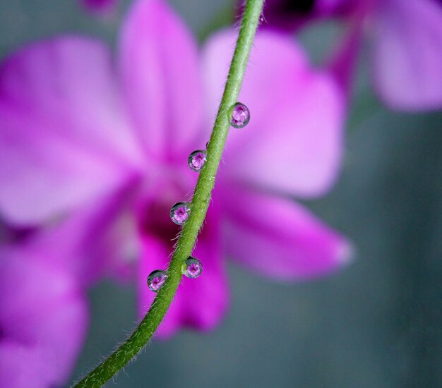 Foto primer plano de una planta con flores rosas