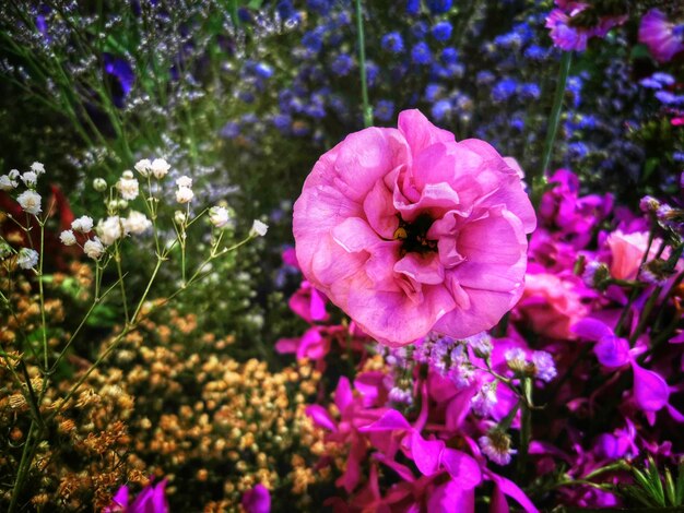 Foto primer plano de una planta con flores rosas