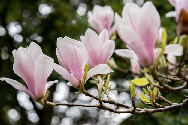 Foto primer plano de una planta con flores rosas