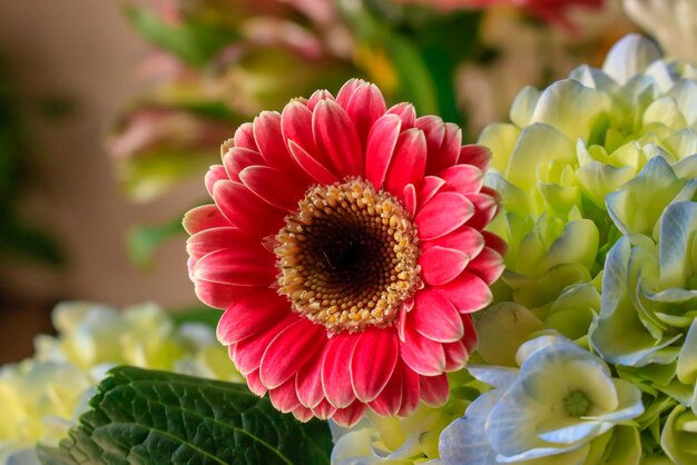 Foto primer plano de una planta con flores rosas