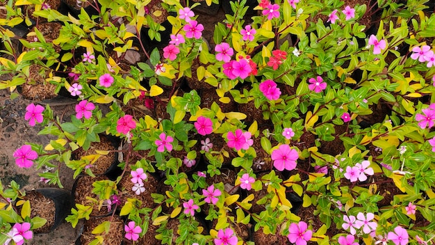 Un primer plano de una planta con flores rosas