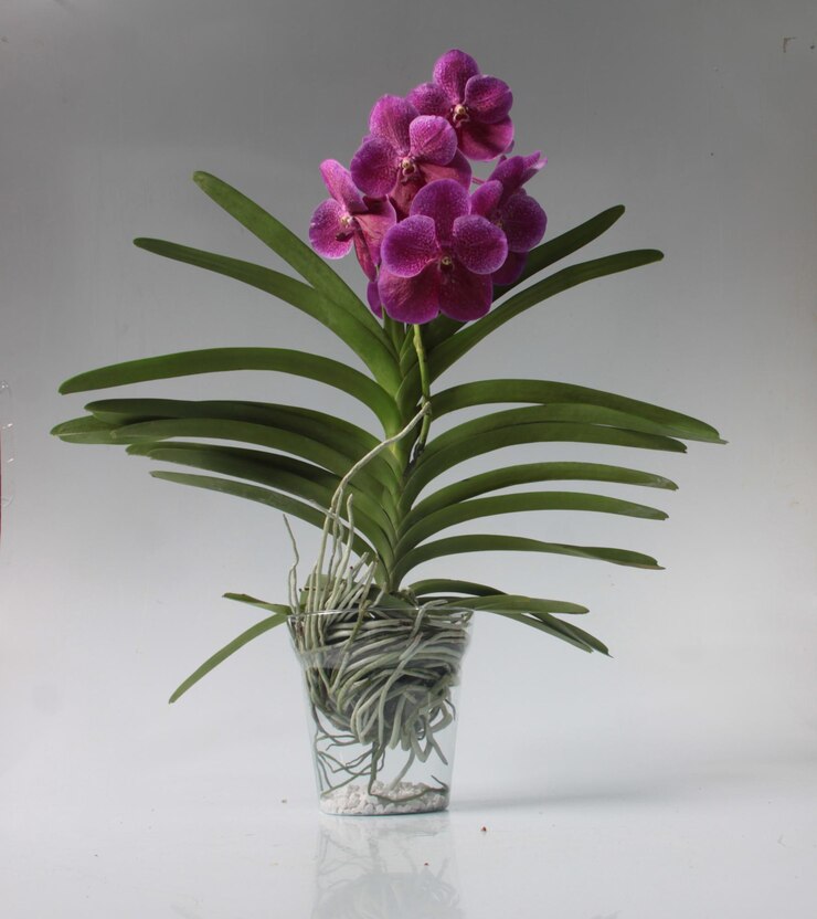 Foto primer plano de una planta con flores