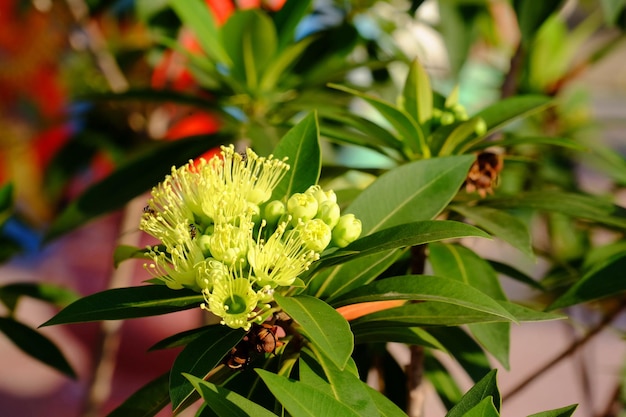 Foto primer plano de una planta con flores