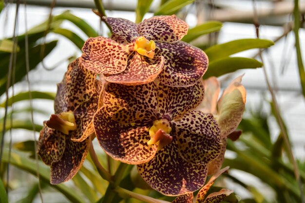 Foto primer plano de una planta con flores