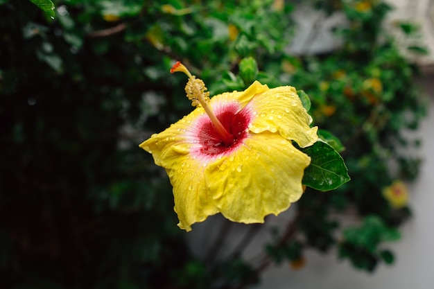 Foto primer plano de una planta con flores