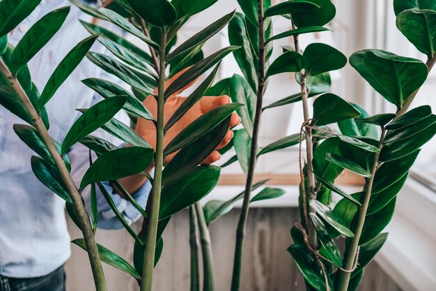 Foto primer plano de una planta con flores