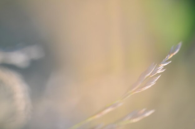 Foto primer plano de una planta con flores