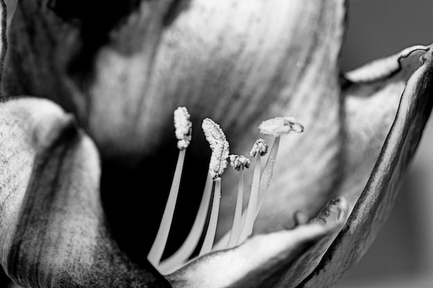 Foto primer plano de una planta con flores