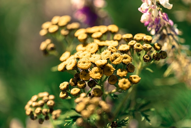 Foto primer plano de una planta con flores