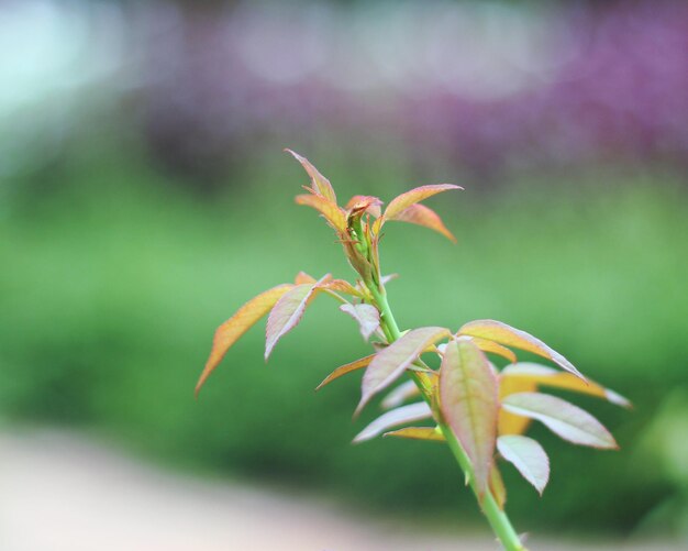 Foto primer plano de una planta con flores