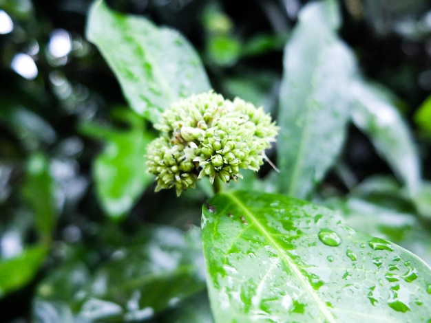 Foto primer plano de una planta con flores