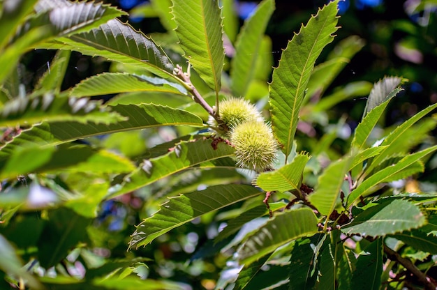 Foto primer plano de una planta con flores