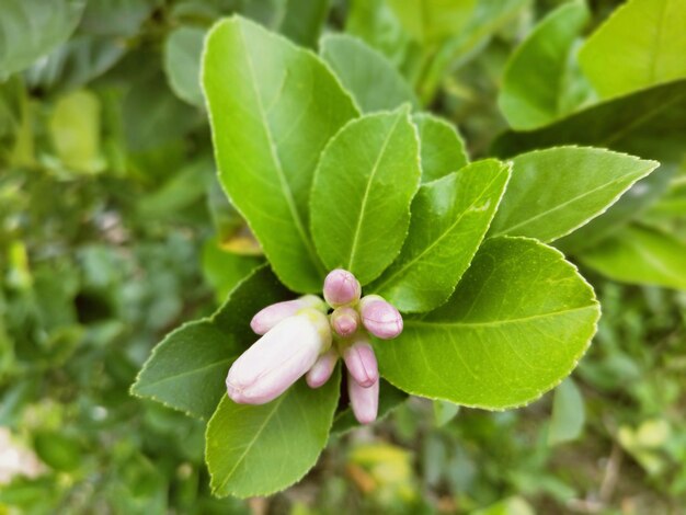 Primer plano de una planta con flores