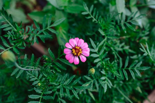 Foto primer plano de una planta con flores