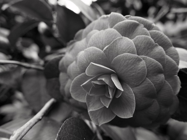 Primer plano de una planta con flores