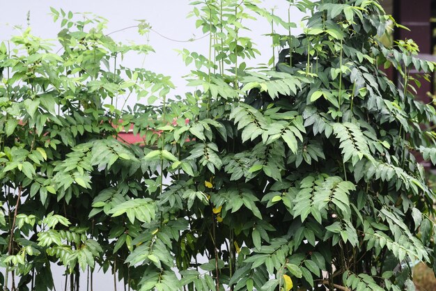 Foto primer plano de una planta con flores