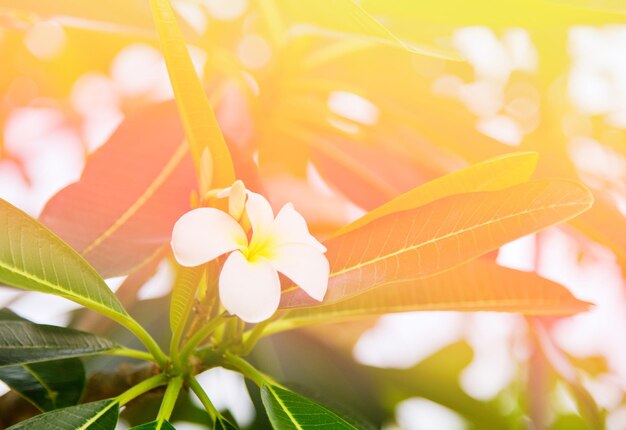 Foto primer plano de una planta con flores