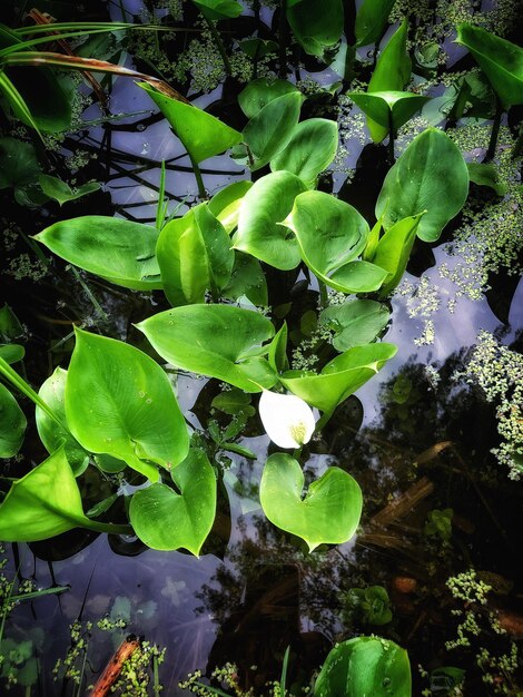 Foto primer plano de una planta con flores