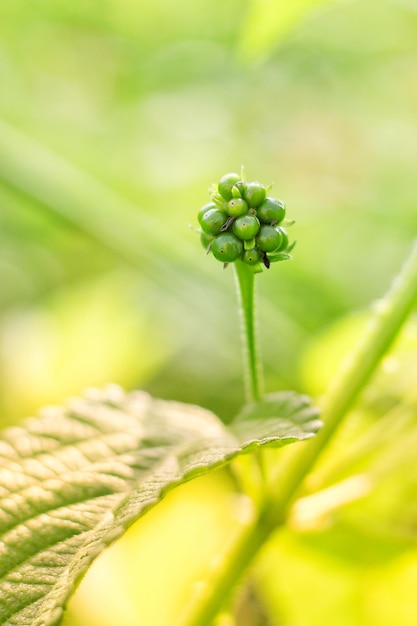 Foto primer plano de una planta con flores