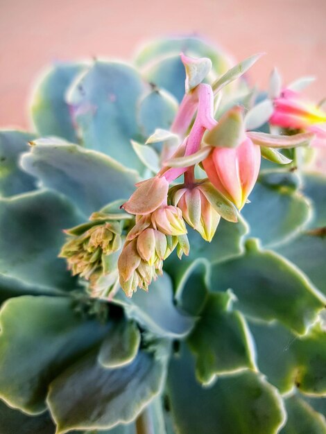 Foto primer plano de una planta con flores