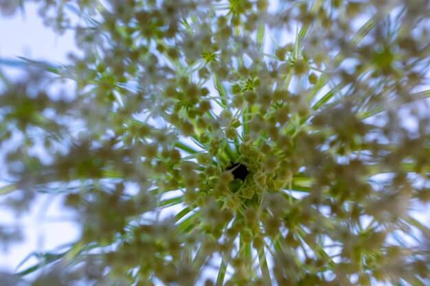 Foto primer plano de una planta con flores