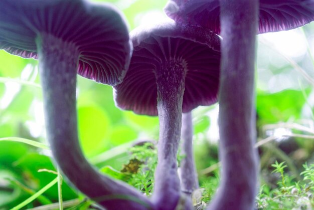 Foto primer plano de una planta con flores