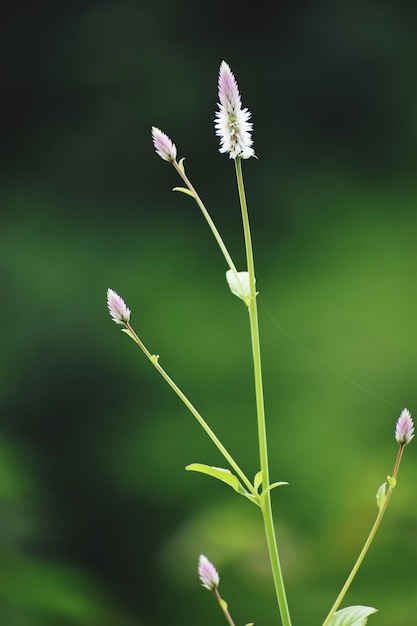 Foto primer plano de una planta con flores