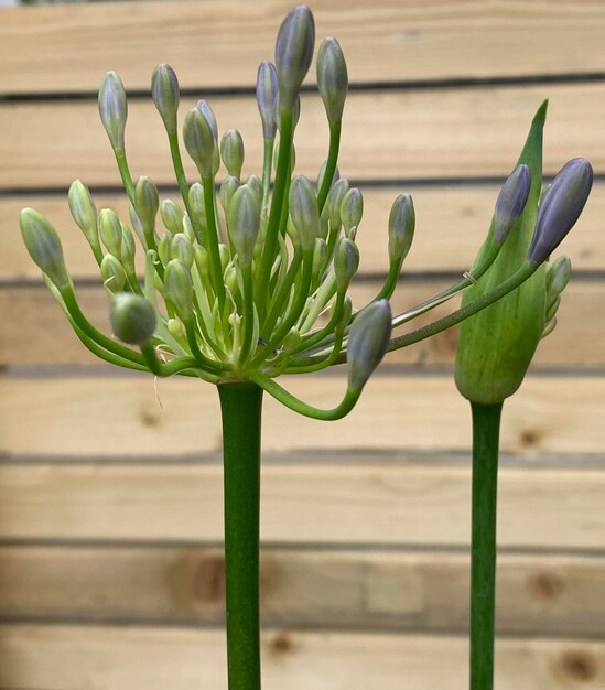 Foto primer plano de una planta con flores