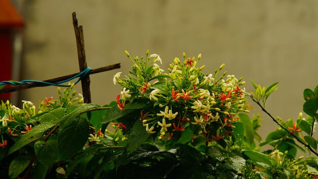 Foto primer plano de una planta con flores