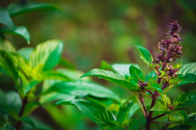 Foto primer plano de una planta con flores