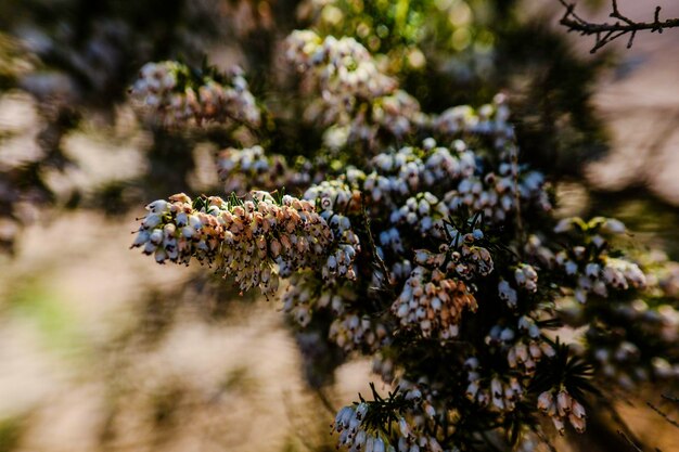 Foto primer plano de una planta con flores