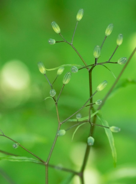 Primer plano de una planta con flores